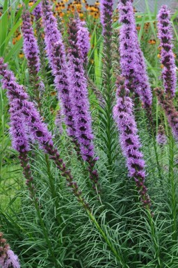 Button snakewort Liatris spicata 'Floristan Violet' 5-10 pot P9 Liatris spicata 'Floristan Violet'