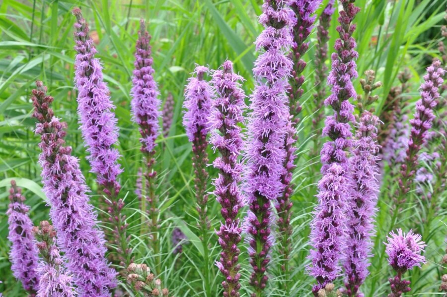 Button snakewort Liatris spicata 'Floristan Violet' 5-10 pot P9 Liatris spicata 'Floristan Violet'