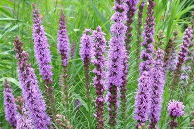 Button snakewort Liatris spicata 'Floristan Violet' 5-10 pot P9