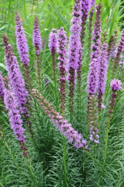 Button snakewort Liatris spicata 'Floristan Violet' 5-10 pot P9 Liatris spicata 'Floristan Violet'