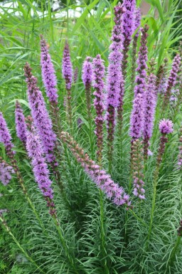 Button snakewort Liatris spicata 'Floristan Violet' 5-10 pot P9 Liatris spicata 'Floristan Violet'