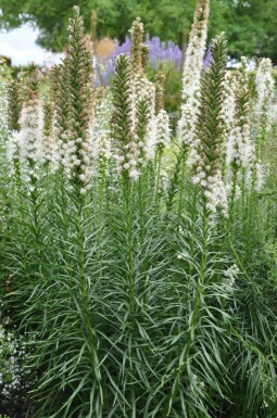 Button snakewort Liatris spicata 'Floristan Weiss' 5-10 pot P9 Liatris spicata 'Floristan Weiss'