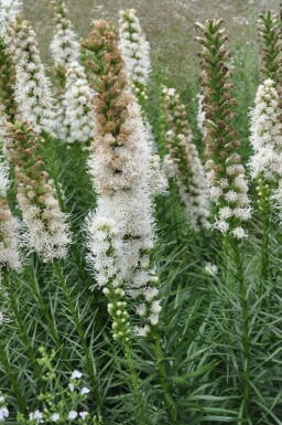 Button snakewort Liatris spicata 'Floristan Weiss' 5-10 pot P9 Liatris spicata 'Floristan Weiss'