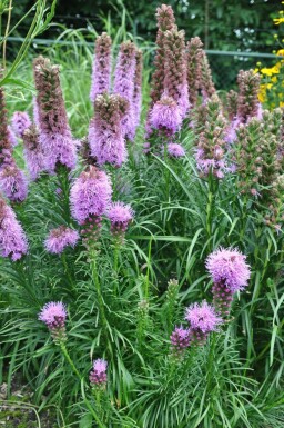 Button snakewort Liatris spicata 'Kobold' 5-10 pot P9 Liatris spicata 'Kobold'
