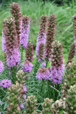 Button snakewort Liatris spicata 'Kobold' 5-10 pot P9 Liatris spicata 'Kobold'