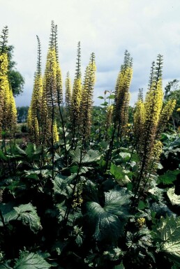 Przewalski's golden ray Ligularia przewalskii 5-10 pot P9 Ligularia przewalskii