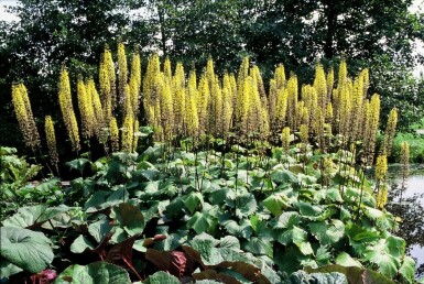 Przewalski's golden ray Ligularia przewalskii 5-10 pot P9 Ligularia przewalskii