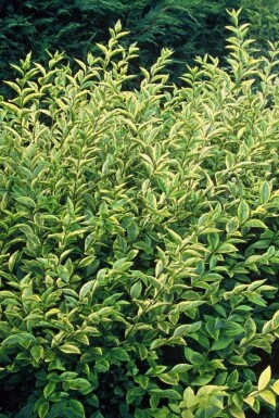 Golden privet Ligustrum ovalifolium 'Aureum' shrub 30-40 pot C2