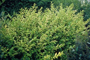 Golden privet Ligustrum ovalifolium 'Aureum' shrub 30-40 pot C2
