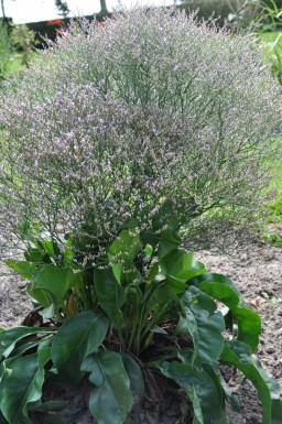 Broad-leaved statice Limonium latifolium 5-10 pot P9 Limonium latifolium