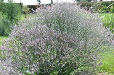 Broad-leaved statice Limonium latifolium 5-10 pot P9 Limonium latifolium