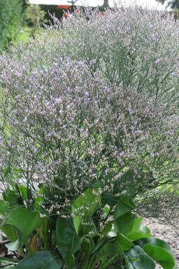Broad-leaved statice Limonium latifolium 5-10 pot P9 Limonium latifolium