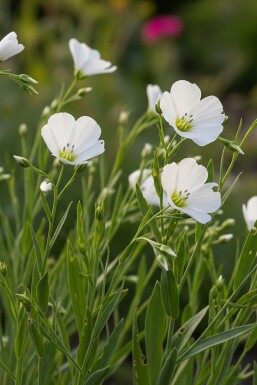 Perennial flax Linum perenne 'Album' 5-10 pot P9 Linum perenne 'Album'