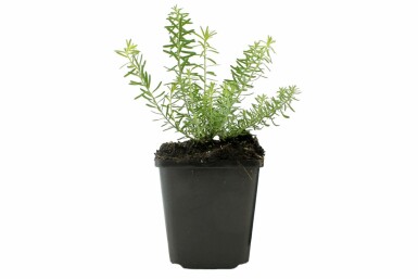 Perennial flax Linum perenne 'Album' 5-10 pot P9 Linum perenne 'Album'