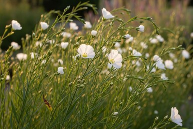 Perennial flax Linum perenne 'Album' 5-10 pot P9 Linum perenne 'Album'