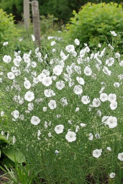 Perennial flax Linum perenne 'Diamant' 5-10 pot P9 Linum perenne 'Diamant'