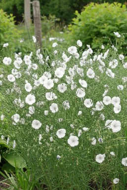 Perennial flax Linum perenne 'Diamant' 5-10 pot P9 Linum perenne 'Diamant'
