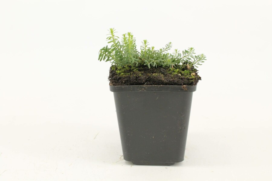 Perennial flax Linum perenne 'Diamant' 5-10 pot P9 Linum perenne 'Diamant'