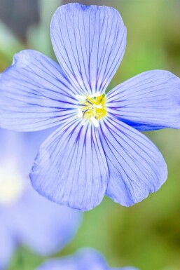Perennial flax Linum perenne 'Saphir' 5-10 pot P9 Linum perenne 'Saphir'