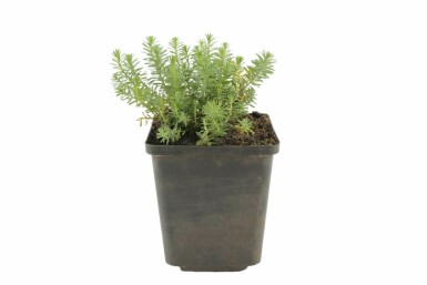 Perennial flax Linum perenne 'Saphir' 5-10 pot P9 Linum perenne 'Saphir'