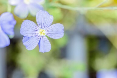 Perennial flax Linum perenne 'Saphir' 5-10 pot P9 Linum perenne 'Saphir'