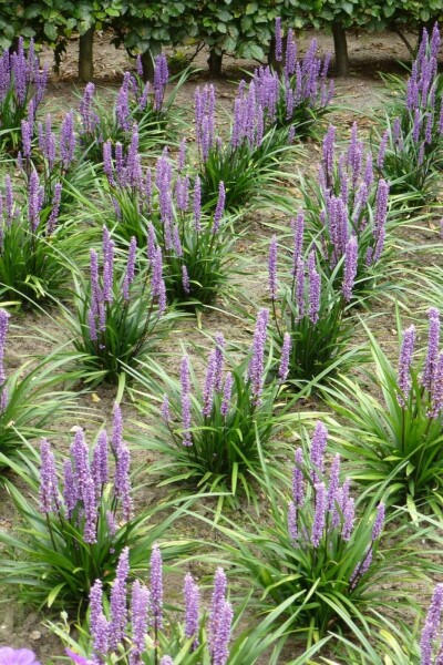 Lilyturf Liriope muscari 'Moneymaker' 10-15 pot C2 Liriope muscari 'Moneymaker'