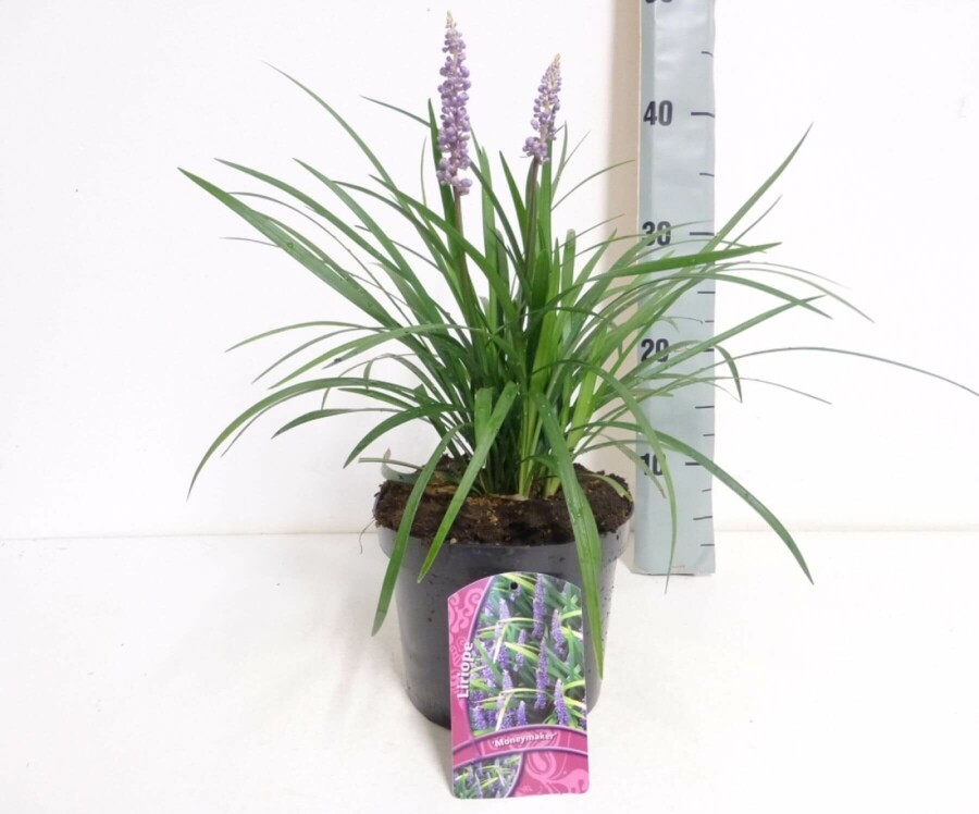 Lilyturf Liriope muscari 'Moneymaker' 10-15 pot C2 Liriope muscari 'Moneymaker'