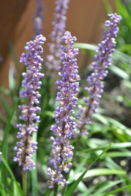 Lilyturf Liriope muscari 'Moneymaker' 10-15 pot C2 Liriope muscari 'Moneymaker'