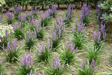 Lilyturf Liriope muscari 'Moneymaker' 10-15 pot C2 Liriope muscari 'Moneymaker'