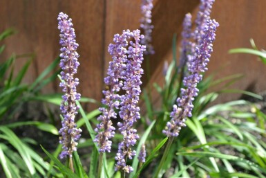 Lilyturf Liriope muscari 'Moneymaker' 10-15 pot C2 Liriope muscari 'Moneymaker'