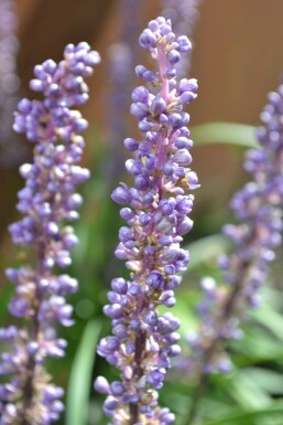 Lilyturf Liriope muscari 'Moneymaker' 10-15 pot C2 Liriope muscari 'Moneymaker'