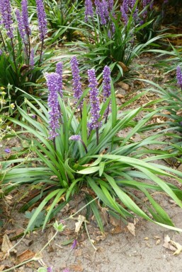 Lilyturf Liriope muscari 'Moneymaker' 10-15 pot C2 Liriope muscari 'Moneymaker'