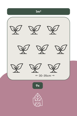 Liriope muscari 'Moneymaker'