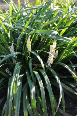 Lilyturf Liriope muscari 'Monroe White' 10-15 pot C2 Liriope muscari 'Monroe White'