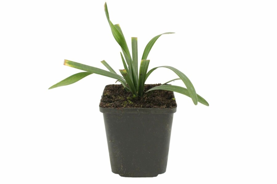 Lilyturf Liriope muscari 'Royal Purple' 5-10 pot P9 Liriope muscari 'Royal Purple'