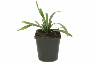 Lilyturf Liriope muscari 'Royal Purple' 5-10 pot P9 Liriope muscari 'Royal Purple'