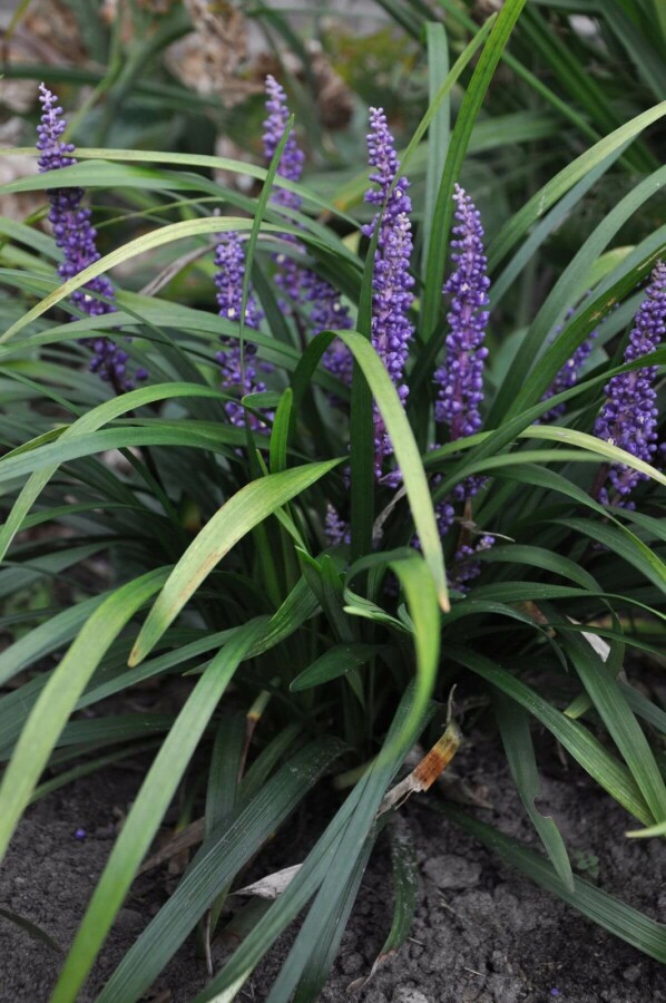 Lilyturf Liriope muscari 'Royal Purple' 5-10 pot P9 Liriope muscari 'Royal Purple'