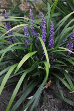 Lilyturf Liriope muscari 'Royal Purple' 5-10 pot P9