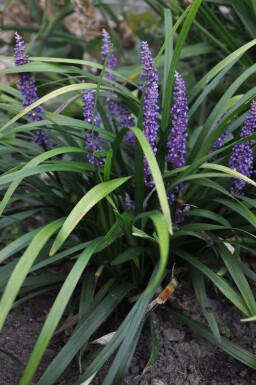 Lilyturf Liriope muscari 'Royal Purple' 5-10 pot P9 Liriope muscari 'Royal Purple'