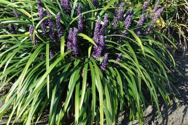 Lilyturf Liriope muscari 'Royal Purple' 5-10 pot P9 Liriope muscari 'Royal Purple'