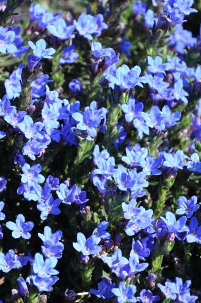 Purple gromwell Lithodora diffusa 'Heavenly Blue' 5-10 pot P9 Lithodora diffusa 'Heavenly Blue'