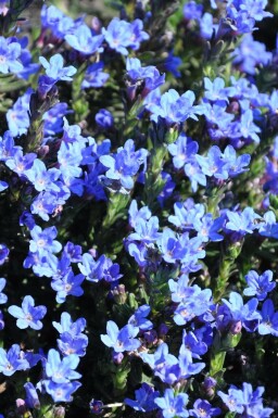 Purple gromwell Lithodora diffusa 'Heavenly Blue' 5-10 pot P9 Lithodora diffusa 'Heavenly Blue'