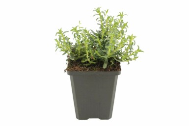 Purple gromwell Lithodora diffusa 'Heavenly Blue' 5-10 pot P9 Lithodora diffusa 'Heavenly Blue'