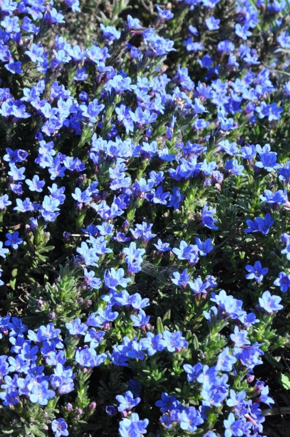 Purple gromwell Lithodora diffusa 'Heavenly Blue' 5-10 pot P9 Lithodora diffusa 'Heavenly Blue'