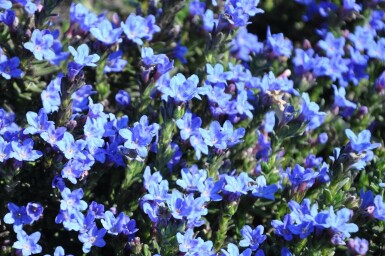 Purple gromwell Lithodora diffusa 'Heavenly Blue' 5-10 pot P9 Lithodora diffusa 'Heavenly Blue'