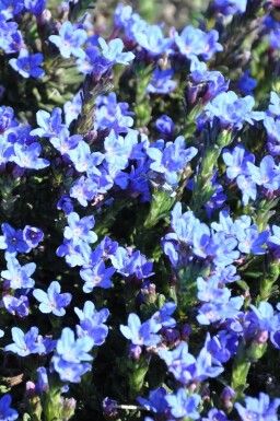 Purple gromwell Lithodora diffusa 'Heavenly Blue' 5-10 pot P9 Lithodora diffusa 'Heavenly Blue'