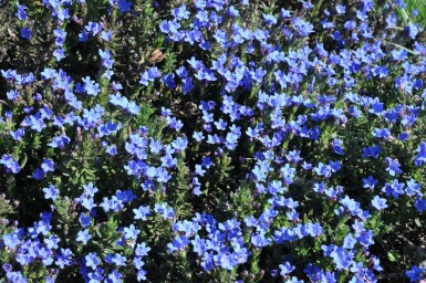 Purple gromwell Lithodora diffusa 'Heavenly Blue' 5-10 pot P9