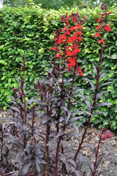 Cardinal flower Lobelia fulgens 'Queen Victoria' 5-10 pot P9 Lobelia fulgens 'Queen Victoria'