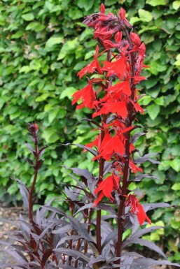 Cardinal flower Lobelia fulgens 'Queen Victoria' 5-10 pot P9