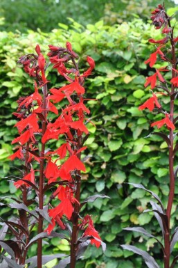 Cardinal flower Lobelia fulgens 'Queen Victoria' 5-10 pot P9 Lobelia fulgens 'Queen Victoria'